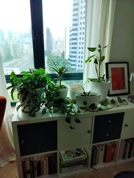 Jervois Jade (D10), Apartment #450285221